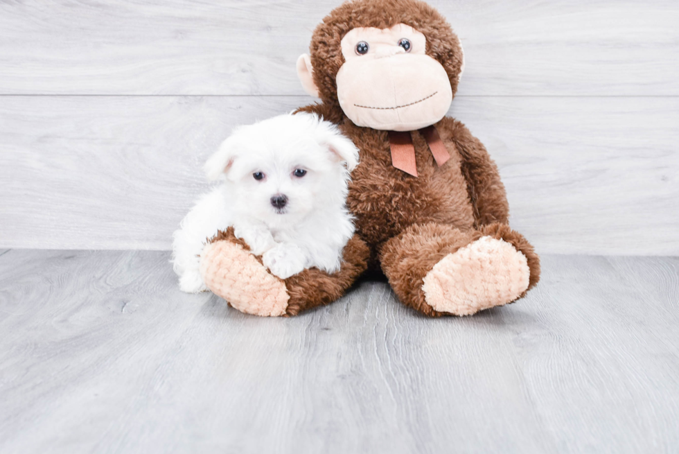 Energetic Maltese Purebred Puppy