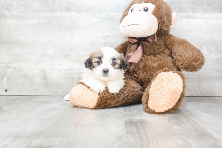 Hypoallergenic Shichon Designer Puppy