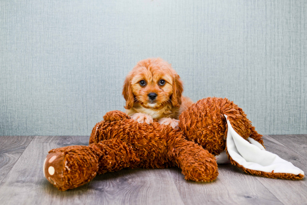 Fluffy Cavapoo Poodle Mix Pup