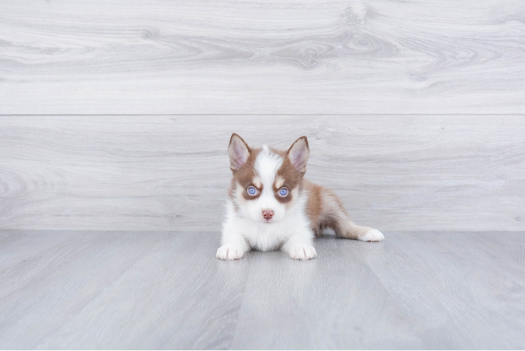 Energetic Mini Husky Designer Puppy