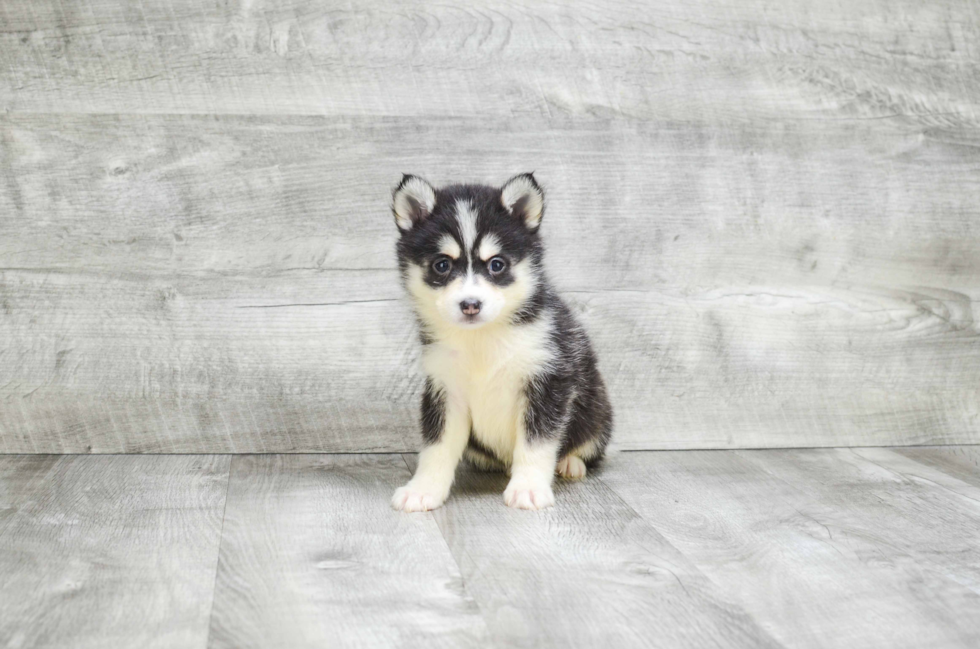 Happy Pomsky Baby