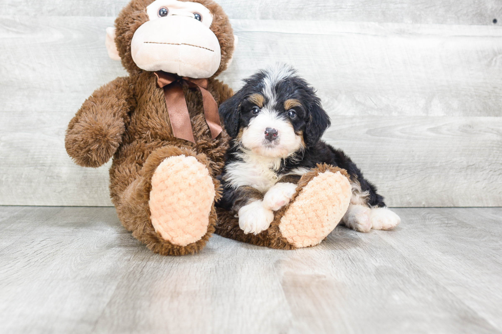 Popular Mini Bernedoodle Poodle Mix Pup