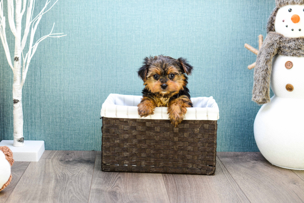 Meet Teacup-Roscoe - our Yorkshire Terrier Puppy Photo 