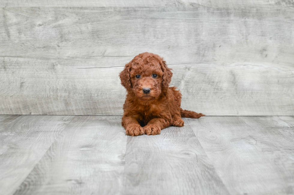 Small Mini Goldendoodle Baby