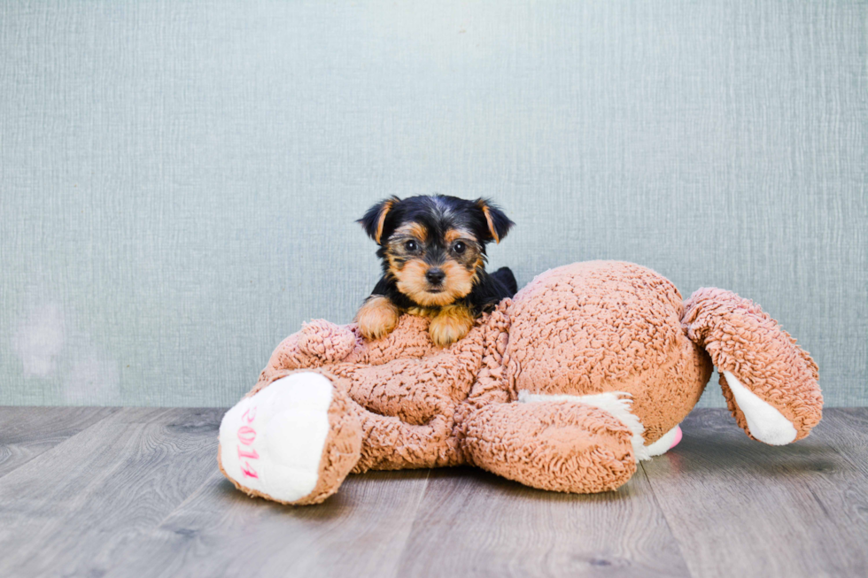 Meet Izzie - our Yorkshire Terrier Puppy Photo 