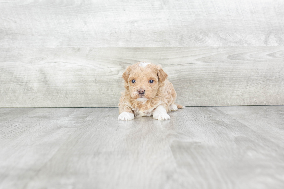 Energetic Maltese Poodle Poodle Mix Puppy