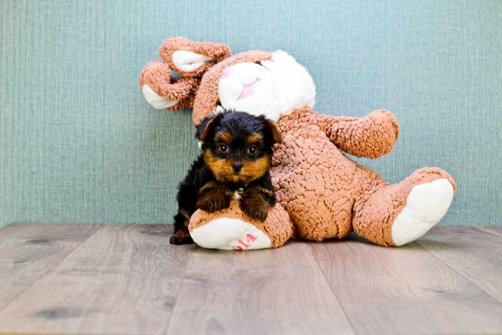 Meet Twinkle - our Yorkshire Terrier Puppy Photo 