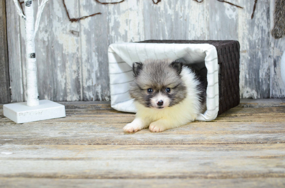 Pomeranian Pup Being Cute