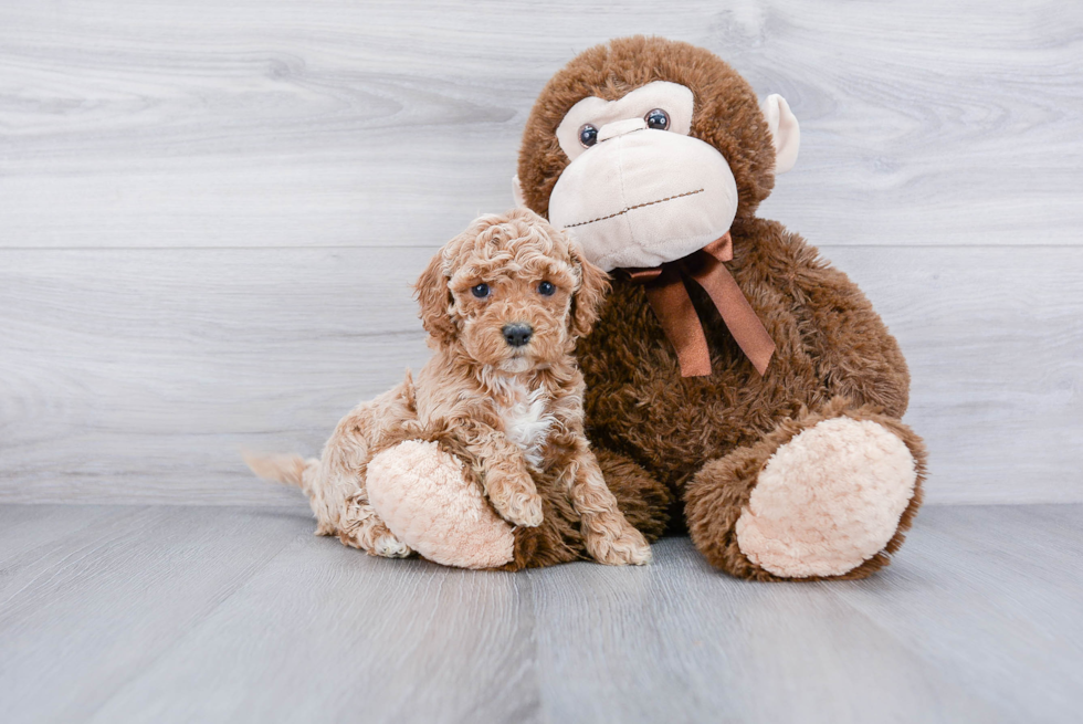 Cute Cockapoo Baby