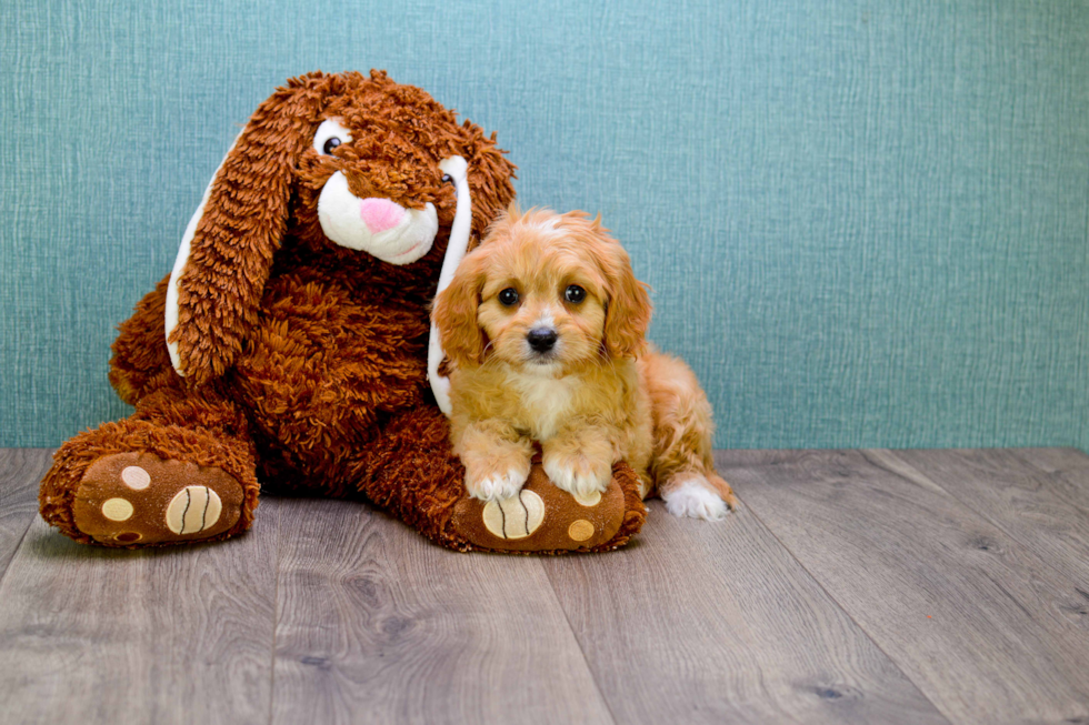 Sweet Cavapoo Baby