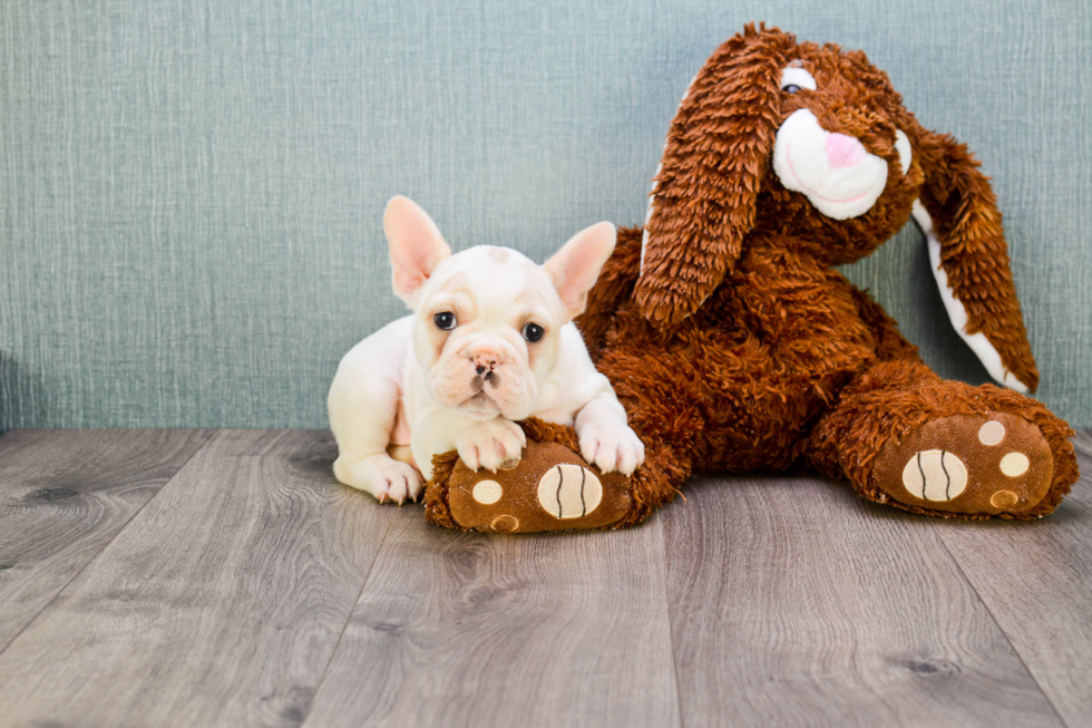 Best French Bulldog Baby