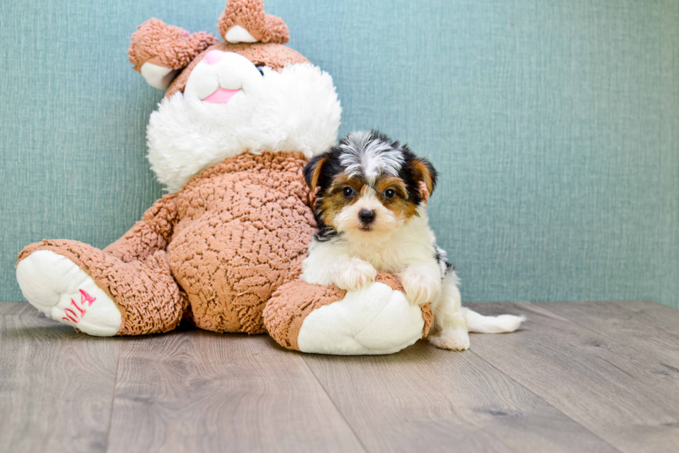 Meet Diddy - our Yorkshire Terrier Puppy Photo 