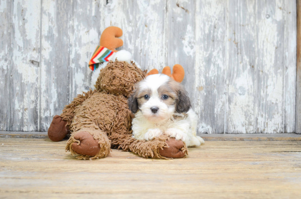 Fluffy Teddy Bear Designer Pup