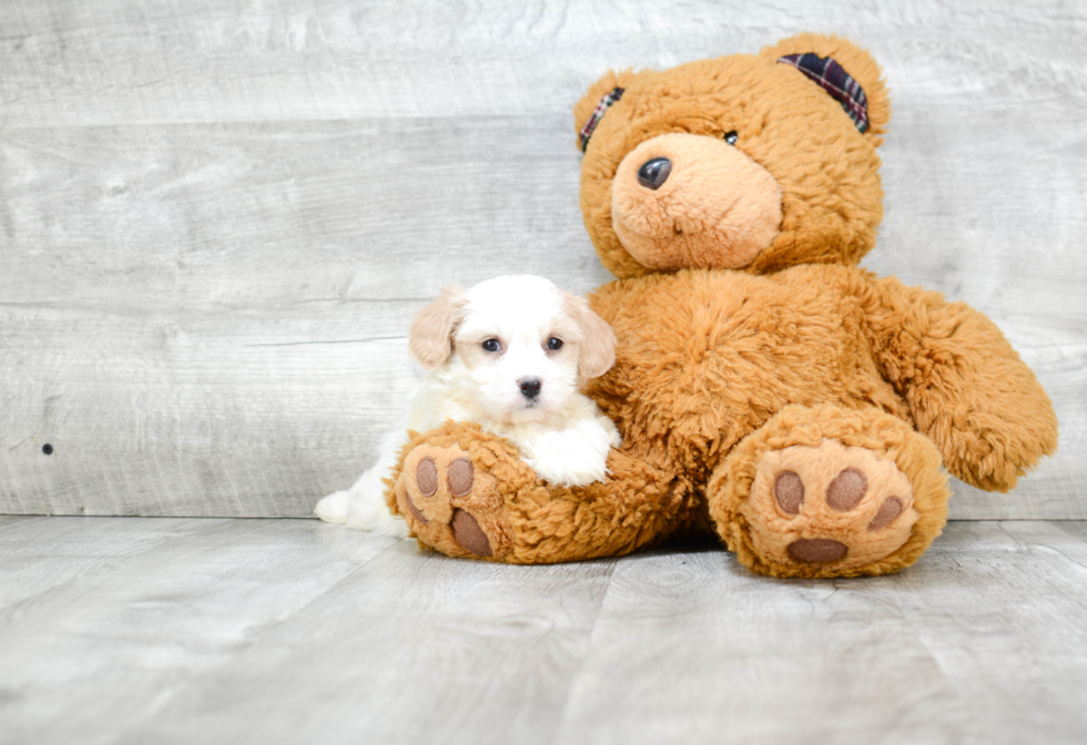 Cavachon Pup Being Cute