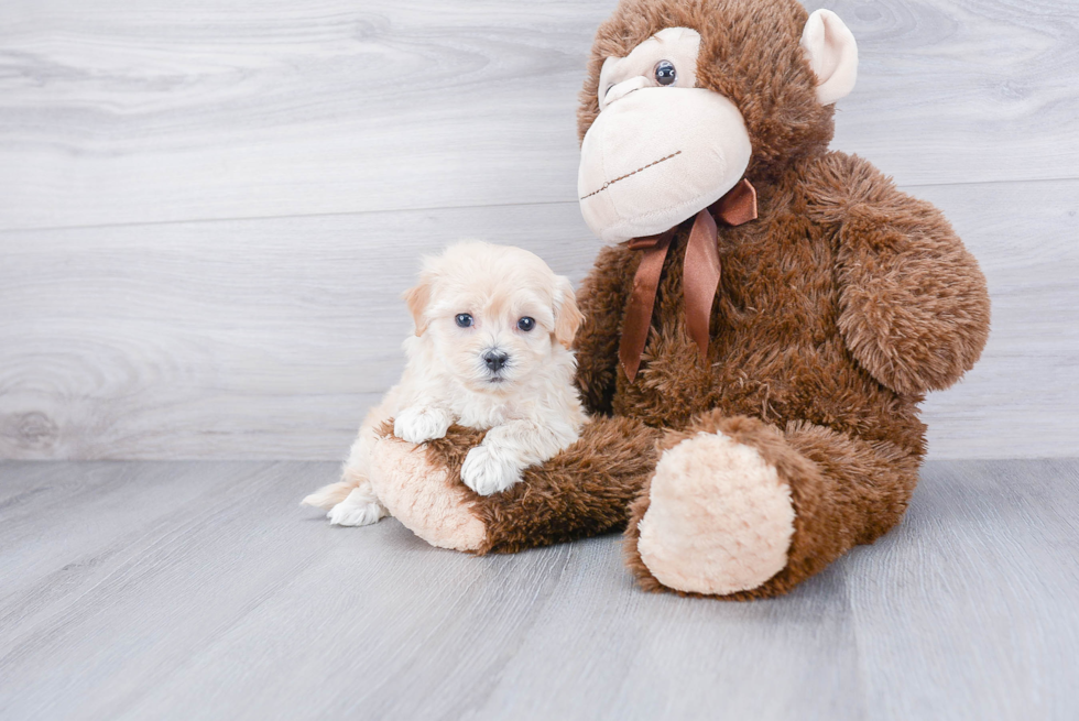 Best Maltipoo Baby