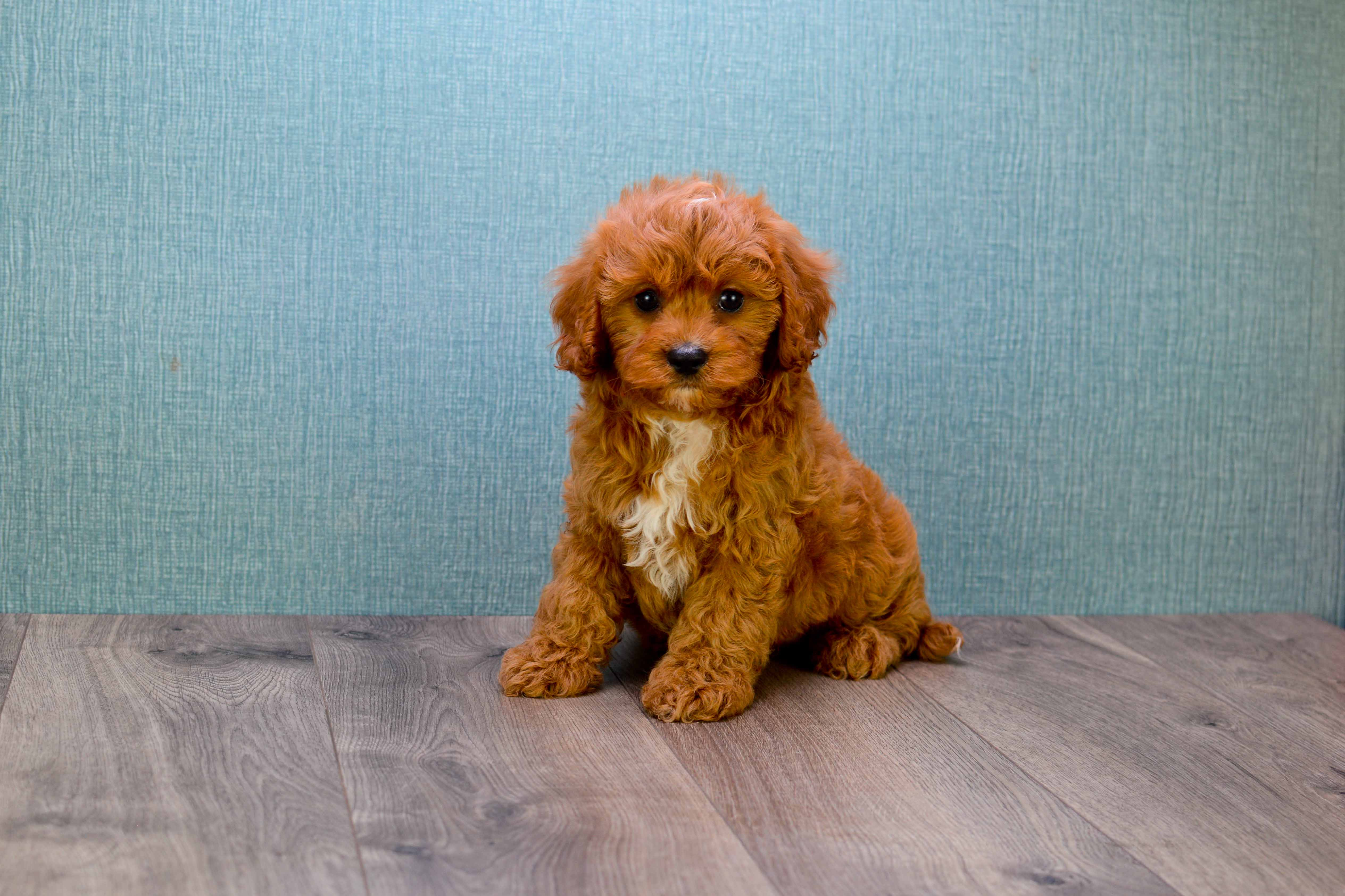 Energetic Cavoodle Poodle Mix Puppy
