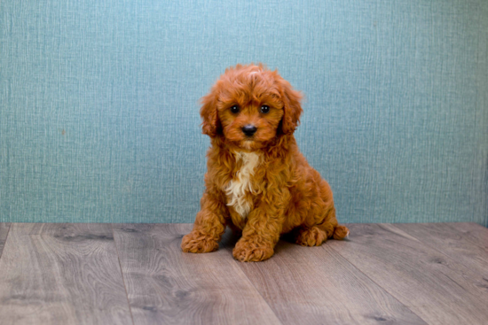 Energetic Cavoodle Poodle Mix Puppy