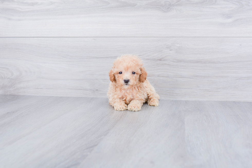 Maltipoo Pup Being Cute
