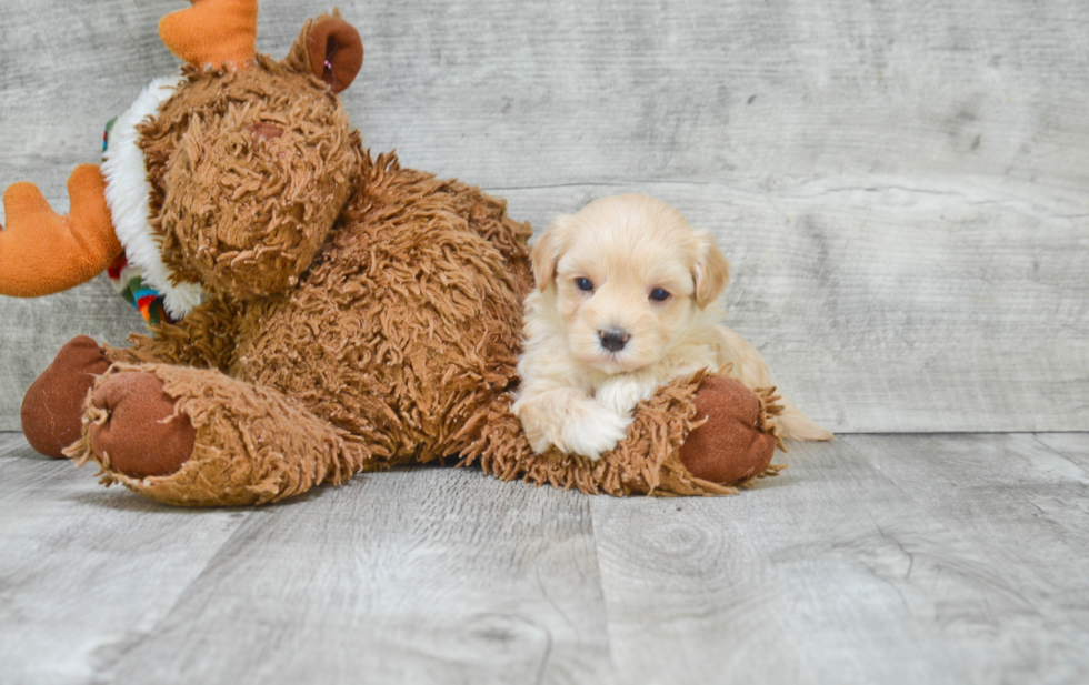 Energetic Maltese Poodle Poodle Mix Puppy