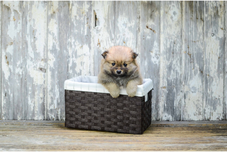 Friendly Pomeranian Baby