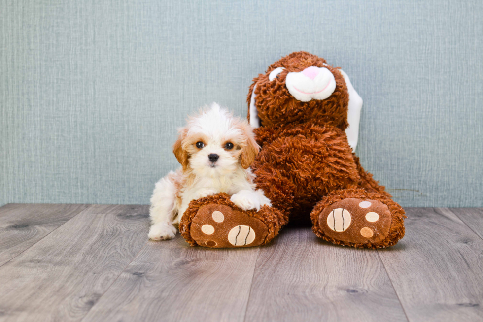 Cavachon Pup Being Cute