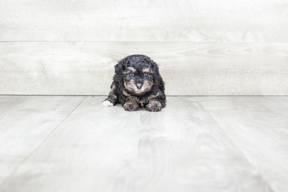 Havanese Puppy for Adoption