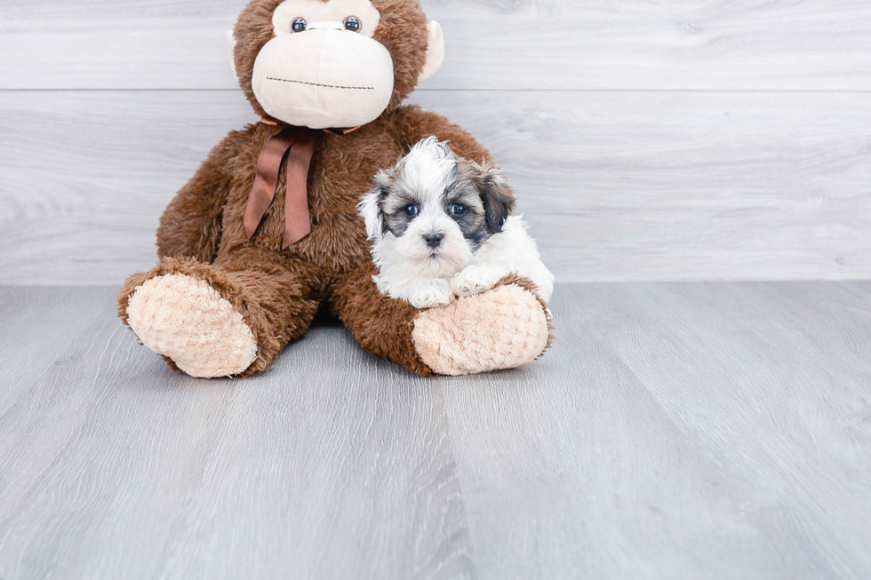 Havanese Pup Being Cute