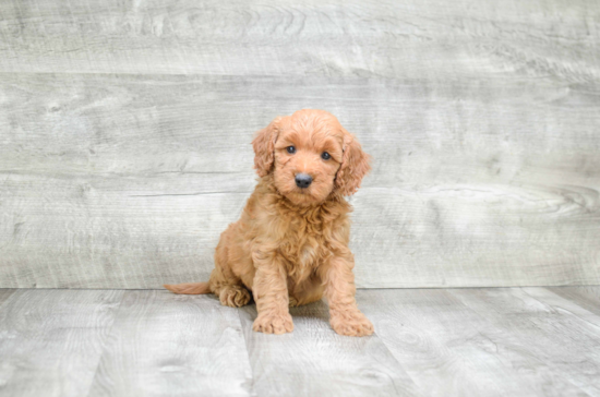 Best Mini Goldendoodle Baby