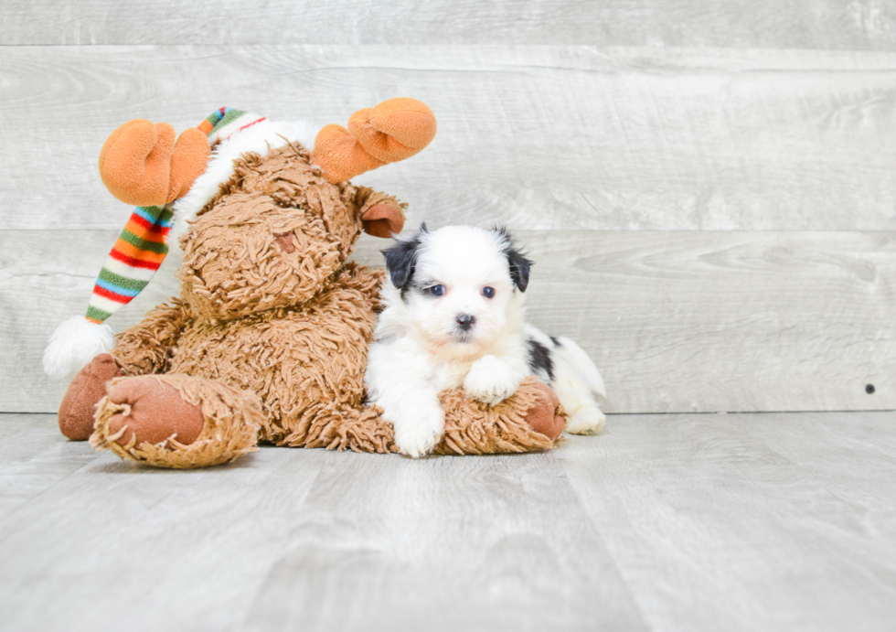 Cute Teddy Bear Baby