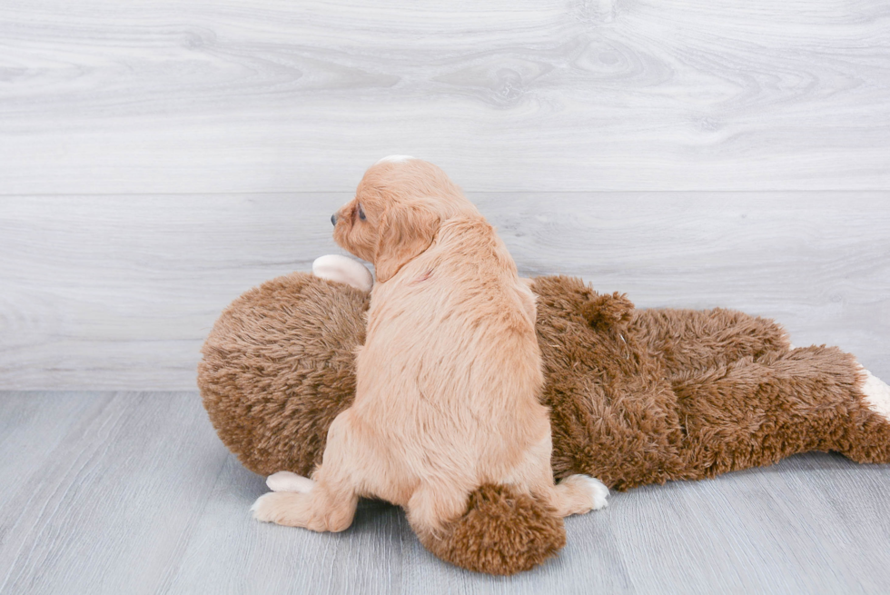 Hypoallergenic Cavoodle Poodle Mix Puppy