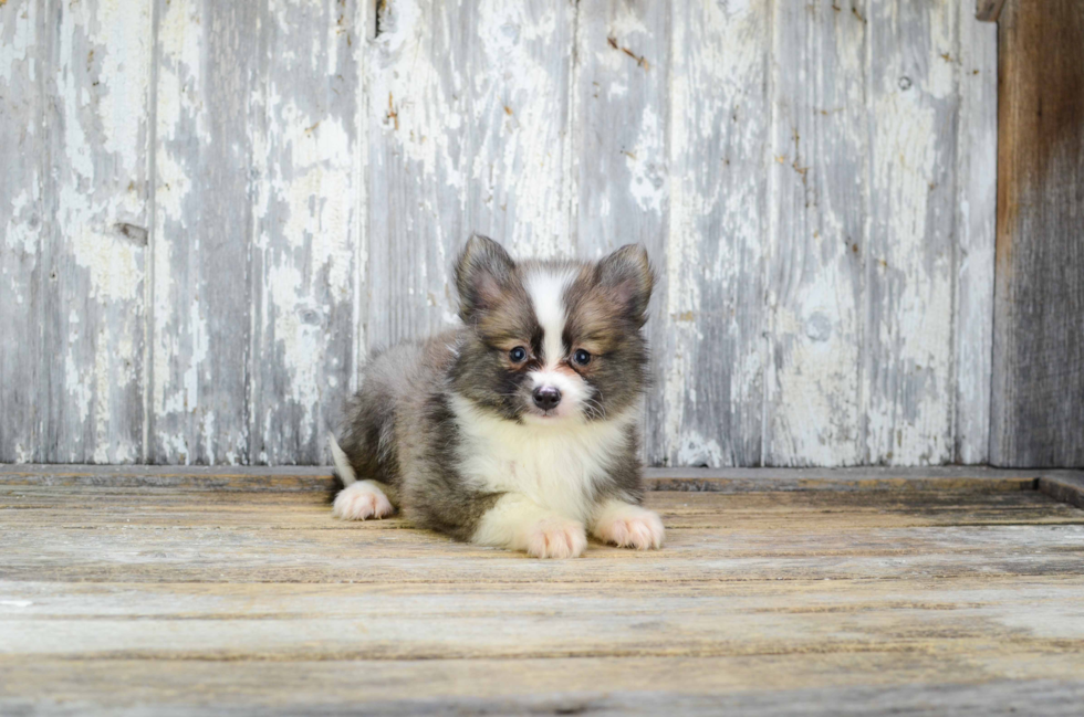 Pomsky Puppy for Adoption