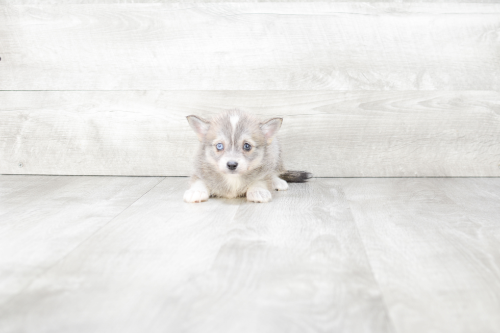 Pomsky Pup Being Cute