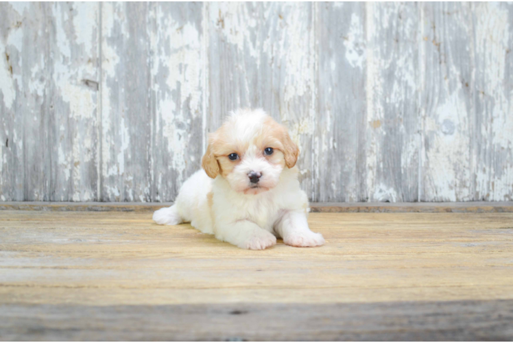 Fluffy Cavachon Designer Pup