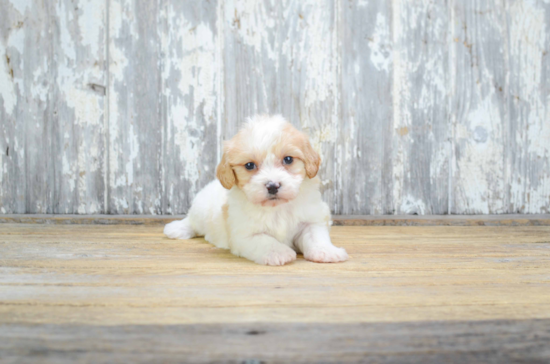 Fluffy Cavachon Designer Pup