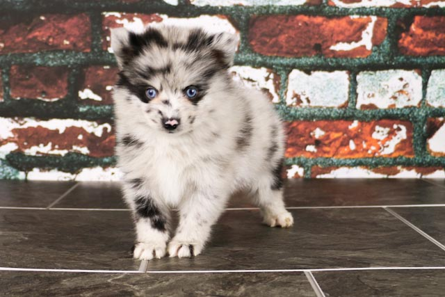 Funny Pomsky Designer Pup