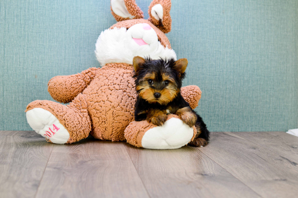 Meet Timmy - our Yorkshire Terrier Puppy Photo 