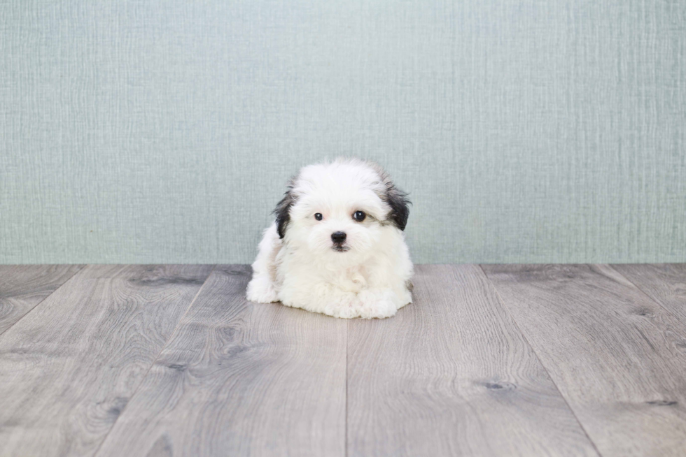 Best Havanese Baby