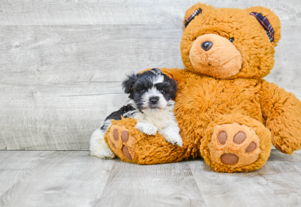 Happy Havanese Purebred Puppy