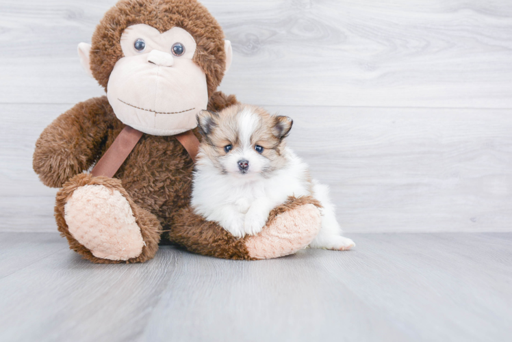 Adorable Pomeranian Purebred Puppy