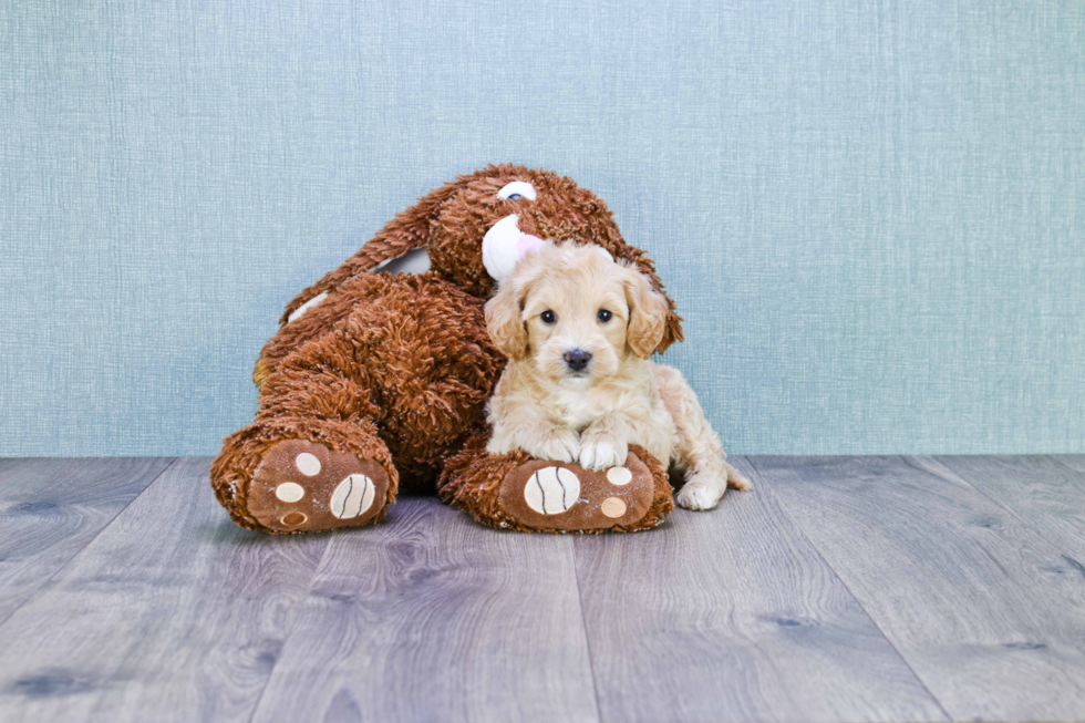 Mini Goldendoodle Pup Being Cute