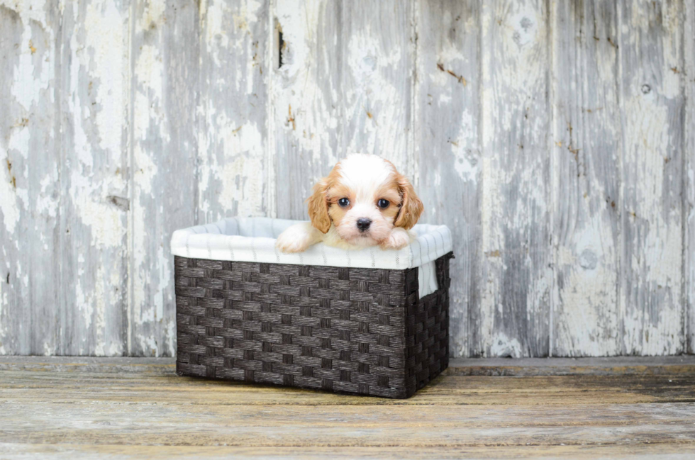 Popular Cavachon Designer Pup