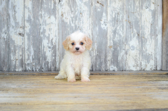 Cavachon Pup Being Cute