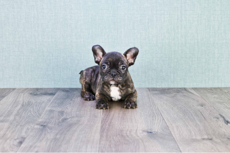 Friendly French Bulldog Baby