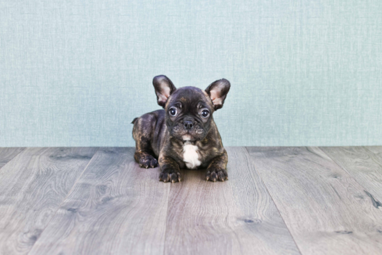 Friendly French Bulldog Baby