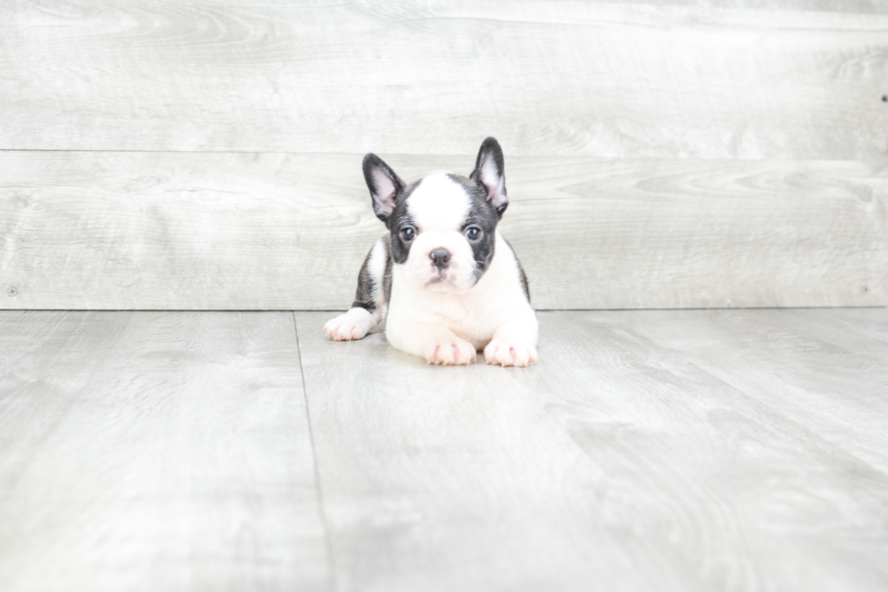 Adorable Frenchie Purebred Puppy