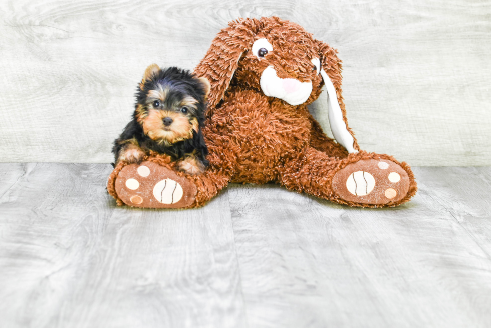 Meet Sebastian - our Yorkshire Terrier Puppy Photo 