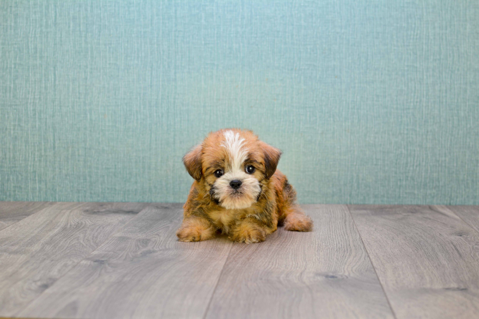 Brussels Griffon Puppy for Adoption