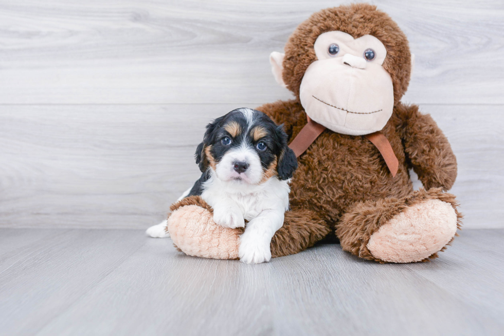 Funny Cavapoo Poodle Mix Pup