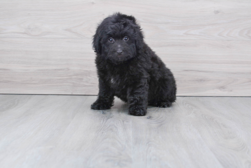 Friendly Mini Aussiedoodle Baby