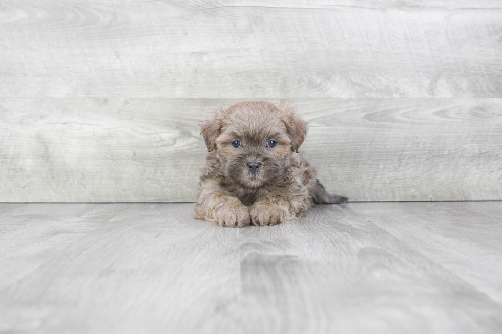 Teddy Bear Pup Being Cute